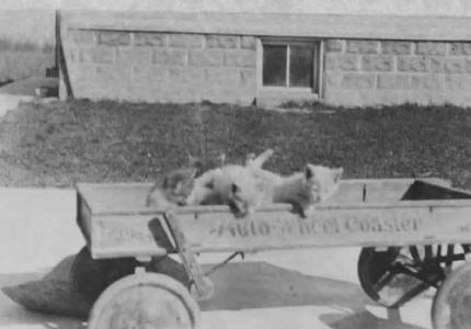 Kittens in Wagon, 1698 Hollywood, c. 1928. "Auto Wheel Coaster" wagon with handbrake 1