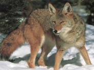 Coyote standing in snow