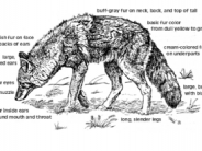Coyote drawing that labels identifying features