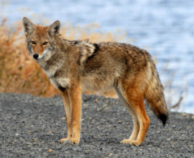 Coyote standing in front of a river