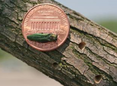 Green ash borer bug on top of a penny.