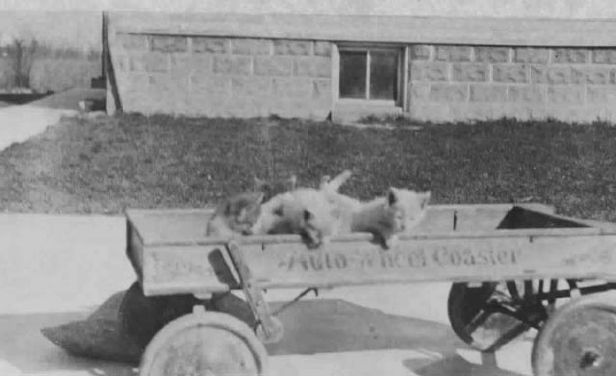 Kittens in Wagon, 1698 Hollywood, c. 1928. "Auto Wheel Coaster" wagon with handbrake 1